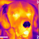 Yep, dogs have cold noses, or rhinaria, as this thermographic image illustrates.